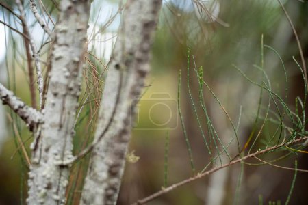 beaux gommiers Arbres et arbustes dans la forêt de brousse australienne. Gommiers et plantes indigènes en croissance 