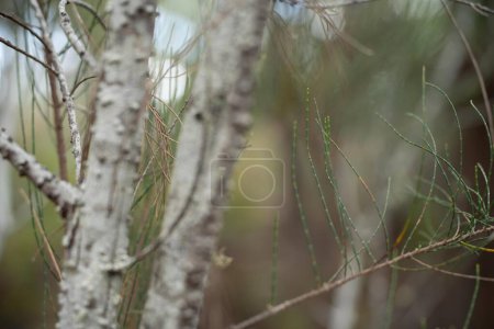hermosos árboles de goma y arbustos en el bosque arbusto australiano. Gumtrees y plantas nativas que crecen 