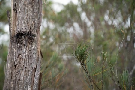 Téléchargez les photos : Beaux gommiers Arbres et arbustes dans la forêt de brousse australienne. Gommiers et plantes indigènes en croissance - en image libre de droit