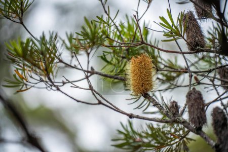Bäume und Sträucher im australischen Buschwald. Gummibäume und einheimische Pflanzen wachsen 
