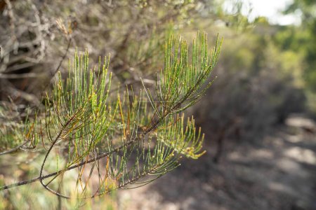 Bäume und Sträucher im australischen Buschwald. Gummibäume und einheimische Pflanzen wachsen