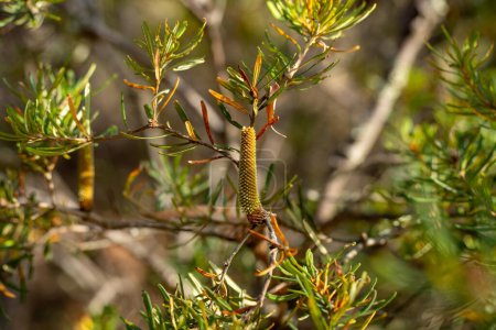 Arbres et arbustes dans la forêt de brousse australienne. Gommiers et plantes indigènes en croissance