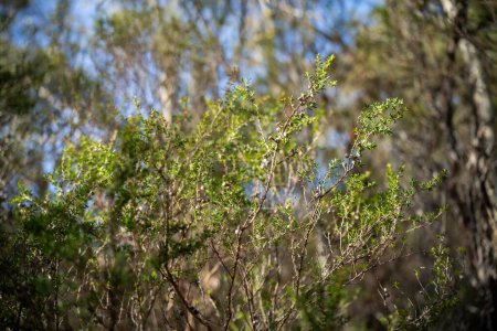Bäume und Sträucher im australischen Buschwald. Gummibäume und einheimische Pflanzen wachsen