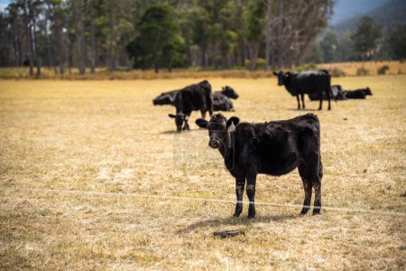 hermoso ganado en Australia comiendo hierba, pastando en pastos. Rebaño de vacuno de cría regenerativa en una explotación agrícola. 