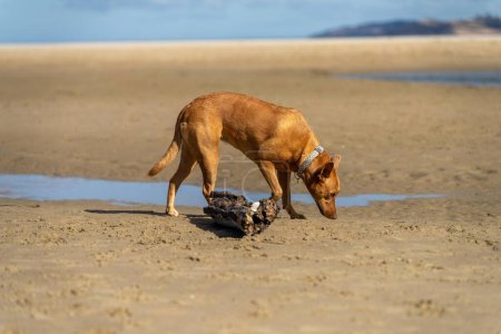 dog on beach in australia in summer on sand