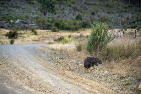 wombat next to road in australia
