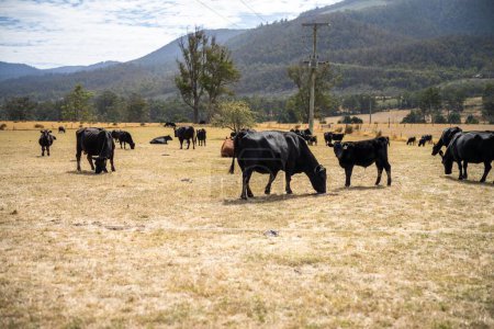 vacas de galope con cinturón en un campo en una agricultura regenerativa 