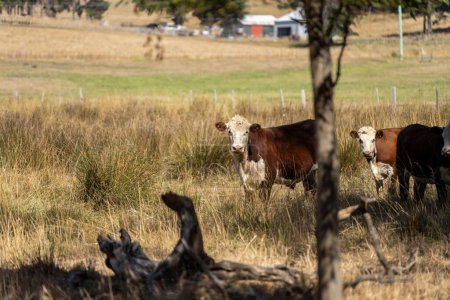 Herde nachhaltiger Kühe auf einem grünen Hügel auf einer Farm in Australien. Schöne Kuh auf einem Feld. Australische Farmlandschaft mit Angus und Galloway-Rindern