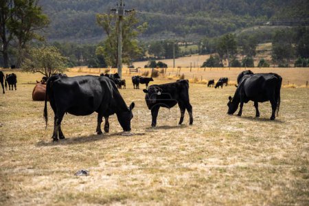 beautiful cattle in Australia  eating grass, grazing on pasture. Herd of cows free range beef being regenerative raised on an agricultural farm. 