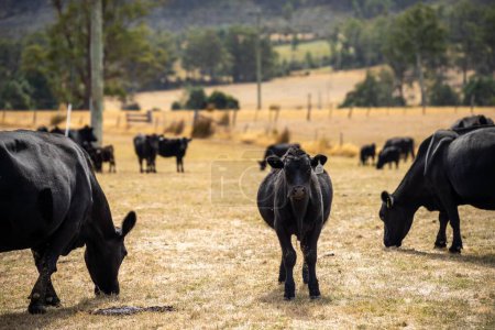 vacas de galope con cinturón en un campo en una agricultura regenerativa 