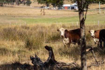 Téléchargez les photos : Beau bétail en Australie manger de l'herbe, pâturage sur pâturage. Troupeau de vaches en plein air élevage de bovins en régénération dans une exploitation agricole. - en image libre de droit