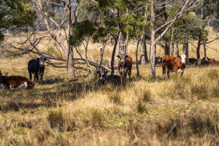 beautiful cattle in Australia  eating grass, grazing on pasture. Herd of cows free range beef being regenerative raised on an agricultural farm. Sustainable farming of food crops. 
