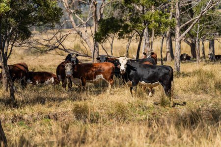 Troupeau de vaches durables sur une colline verdoyante dans une ferme en Australie. Belle vache dans un champ. Paysage agricole australien avec Angus et bovin galloway ceinture