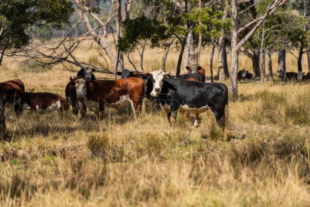 Téléchargez les photos : Vaches allaitantes ceinturées dans un champ sur une agriculture régénérative - en image libre de droit