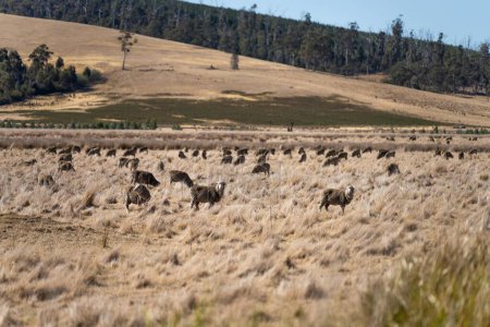 Téléchargez les photos : Moutons mérinos, pâturage et manger de l'herbe en Nouvelle-Zélande et en Australie - en image libre de droit
