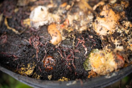 vers dans la pile de compost. fabrication d'un compost thermophile avec biologie du sol pour l'engrais sur une ferme dans un anneau de maillage