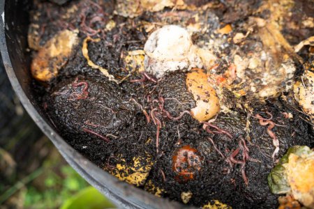 residuos vegetales en un contenedor de compost con gusanos que los descomponen en Australia