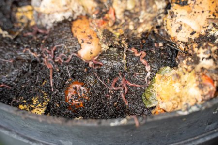 Téléchargez les photos : Vers dans la pile de compost. fabrication d'un compost thermophile avec biologie du sol pour l'engrais sur une ferme dans un anneau de maillage - en image libre de droit
