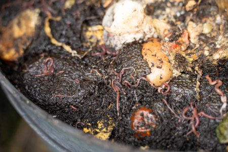 Komposthaufen, organischer thermophiler Kompost beim Drehen in Tasmanien Australien