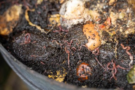 residuos vegetales en un contenedor de compost con gusanos que los descomponen en Australia