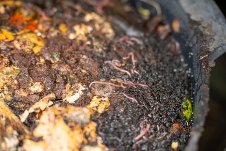 Téléchargez les photos : Vers dans la pile de compost. fabrication d'un compost thermophile avec biologie du sol pour l'engrais sur une ferme dans un anneau de maillage - en image libre de droit