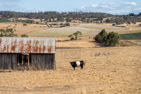 Foto de Granja cobertizo en una granja de ganado. con vacas y ganado - Imagen libre de derechos
