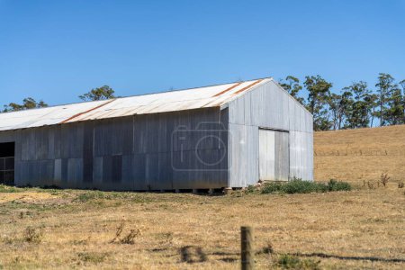farm shed on a livestock farm. with cows and livestock 