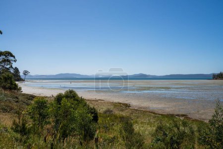 Photo for Saltmarsh in australia with birds and plants in summer - Royalty Free Image