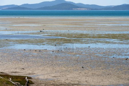 marais salés en Australie avec des oiseaux et des plantes en été