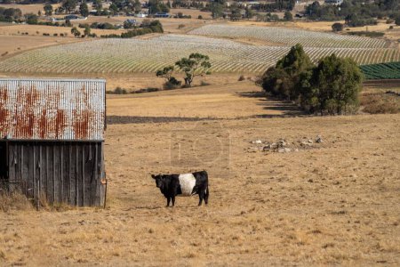 Troupeau de vaches durables sur une colline verdoyante dans une ferme en Australie. Belle vache dans un champ. Paysage agricole australien avec Angus et bovin galloway ceinture