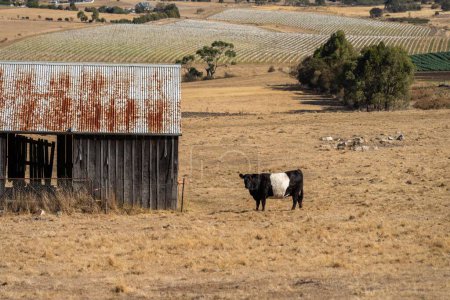 Stall auf einem Viehhof. mit Kühen und Vieh 