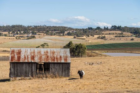 Herde nachhaltiger Kühe auf einem grünen Hügel auf einer Farm in Australien. Schöne Kuh auf einem Feld. Australische Farmlandschaft mit Angus und Galloway-Rindern