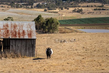 ferme remise sur une ferme d'élevage. avec vaches et bétail 