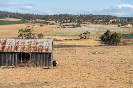 schöne Rinder in Australien, die Gras fressen und auf der Weide weiden. Rinderherde Freilandrind wird auf einem landwirtschaftlichen Betrieb nachgezüchtet. 