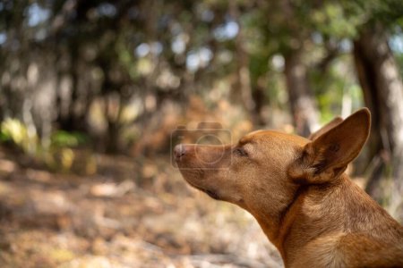 Téléchargez les photos : Kelpie chien dans la brousse australienne dans un parc - en image libre de droit