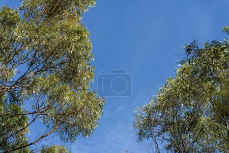 hermosos árboles de goma y arbustos en el bosque arbusto australiano. Gumtrees y plantas nativas que crecen en Australia
