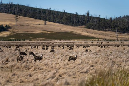 Téléchargez les photos : Moutons mérinos, pâturage et manger de l'herbe en Nouvelle-Zélande et en Australie - en image libre de droit