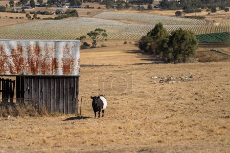 vaches allaitantes ceinturées dans un champ sur une agriculture régénérative 