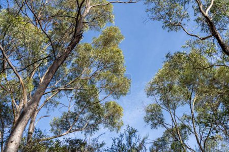 hermosos árboles de goma y arbustos en el bosque arbusto australiano. Gumtrees y plantas nativas que crecen en Australia