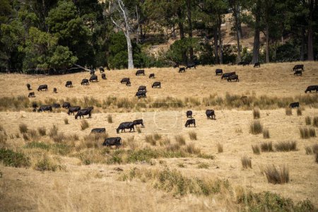 herd of cows in a dry summer in a field on a farm in a drought in australia