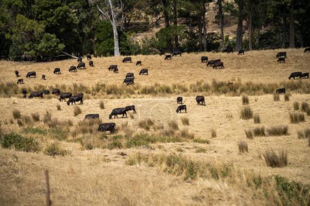 herd of cows in a dry summer in a field on a farm in a drought in australia