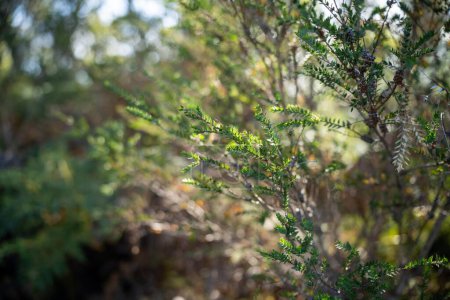 hermosos árboles de goma y arbustos en el bosque arbusto australiano. Gumtrees y plantas nativas que crecen 