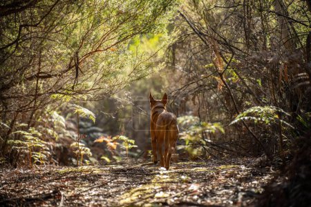Kelpie-Hund von der Leine im Gebüsch in einer Spur in Amerika