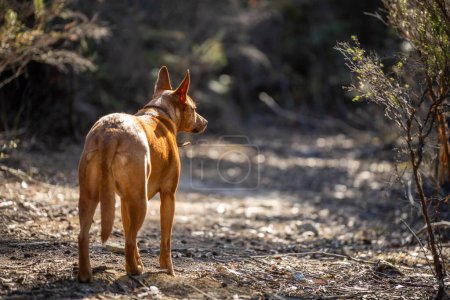 Kelpie-Hund von der Leine im Gebüsch in einer Spur in Amerika