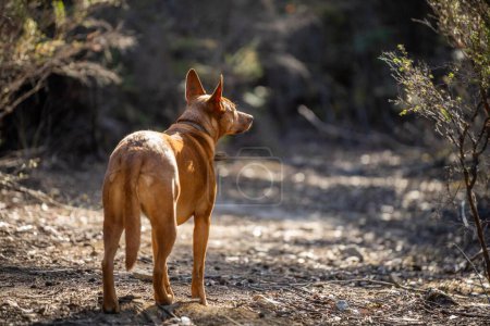 Téléchargez les photos : Kelpie chien hors plomb dans la brousse dans un sentier en Amérique - en image libre de droit