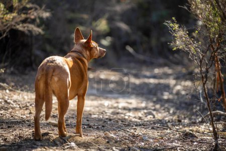 Téléchargez les photos : Kelpie chien hors plomb dans la brousse dans un sentier en Amérique - en image libre de droit