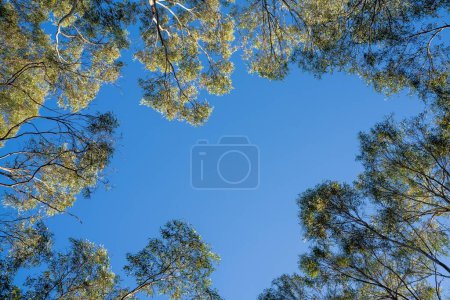 Téléchargez les photos : Levant les yeux vers un buisson de gommiers au ciel bleu - en image libre de droit