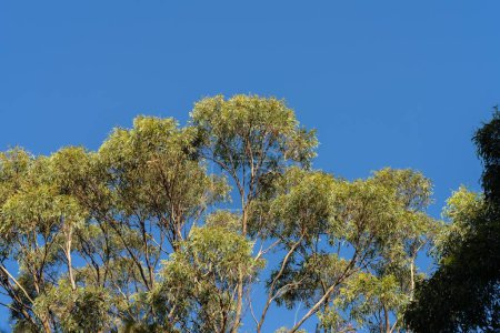 looking up at a bush canopy of gum trees with a blue sky 