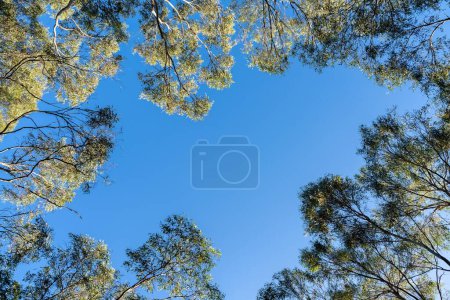 Téléchargez les photos : Levant les yeux vers un buisson de gommiers au ciel bleu - en image libre de droit
