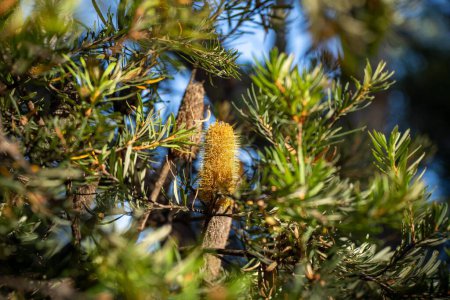 beaux gommiers Arbres et arbustes dans la forêt de brousse australienne. Gommiers et plantes indigènes en croissance 